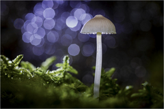 1. Alex Köhler Oktober