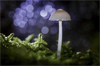 1. Platz Alex Köhler