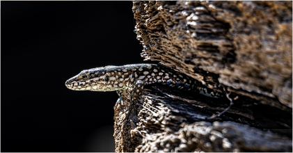 3. Platz Torsten Kamcke